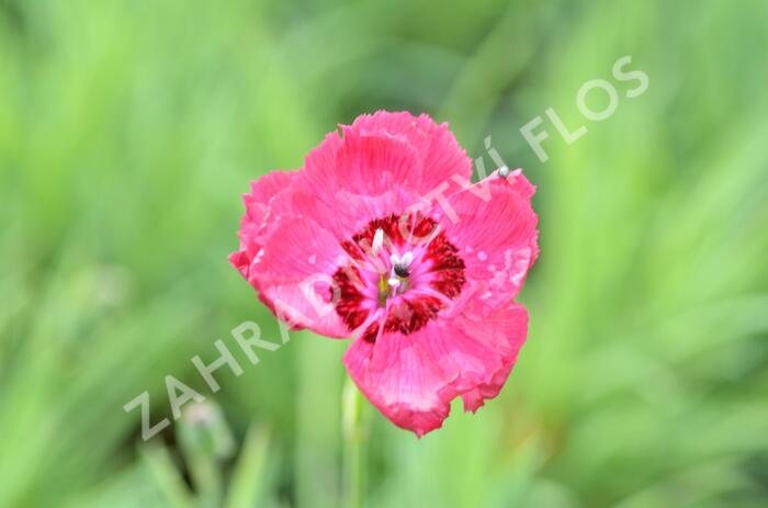 Hvozdík sivý 'Rotkäppchen' - Dianthus gratianopolitanus 'Rotkäppchen'