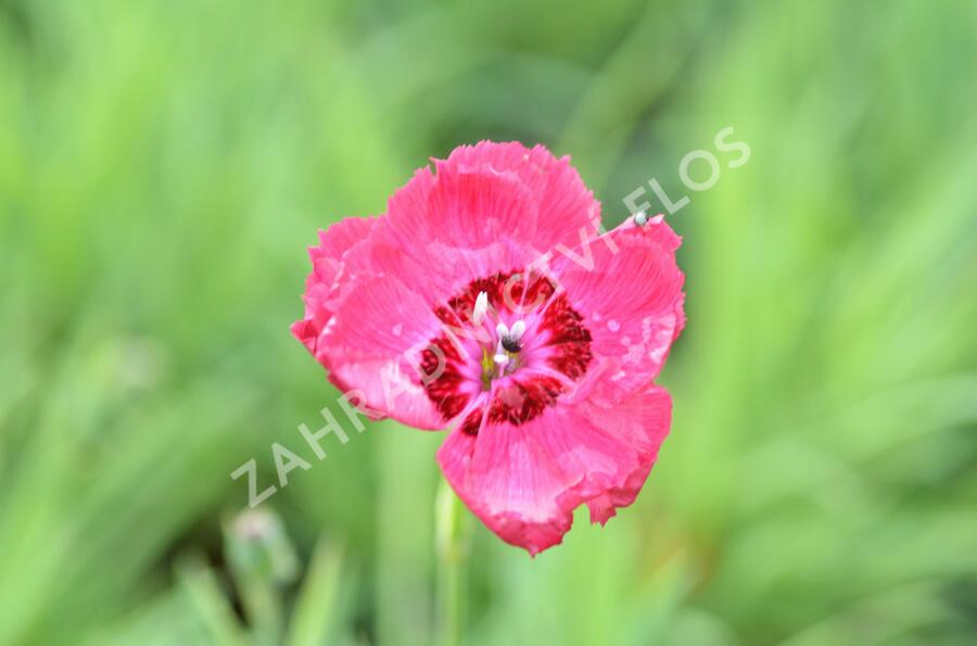 Hvozdík sivý 'Rotkäppchen' - Dianthus gratianopolitanus 'Rotkäppchen'