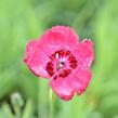 Hvozdík sivý 'Rotkäppchen' - Dianthus gratianopolitanus 'Rotkäppchen'