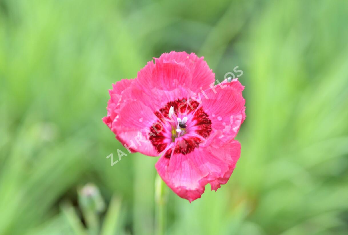 Hvozdík sivý 'Rotkäppchen' - Dianthus gratianopolitanus 'Rotkäppchen'
