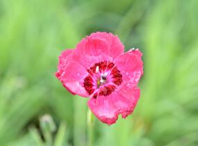 Hvozdík sivý 'Rotkäppchen' - Dianthus gratianopolitanus 'Rotkäppchen'