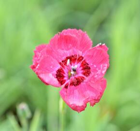 Hvozdík sivý 'Rotkäppchen' - Dianthus gratianopolitanus 'Rotkäppchen'