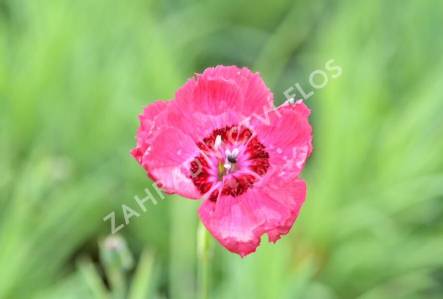 Hvozdík sivý 'Rotkäppchen' - Dianthus gratianopolitanus 'Rotkäppchen'