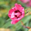 Hvozdík sivý 'Rotkäppchen' - Dianthus gratianopolitanus 'Rotkäppchen'