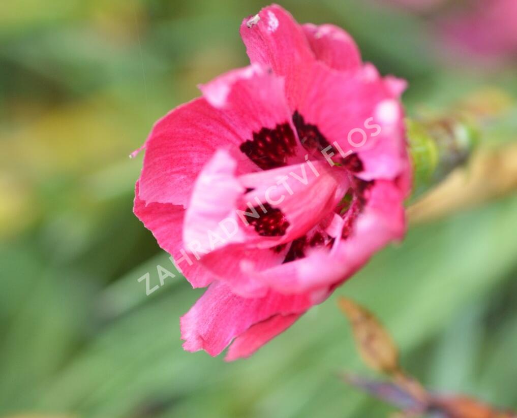 Hvozdík sivý 'Rotkäppchen' - Dianthus gratianopolitanus 'Rotkäppchen'