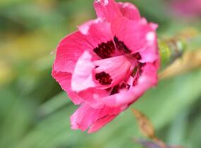 Hvozdík sivý 'Rotkäppchen' - Dianthus gratianopolitanus 'Rotkäppchen'