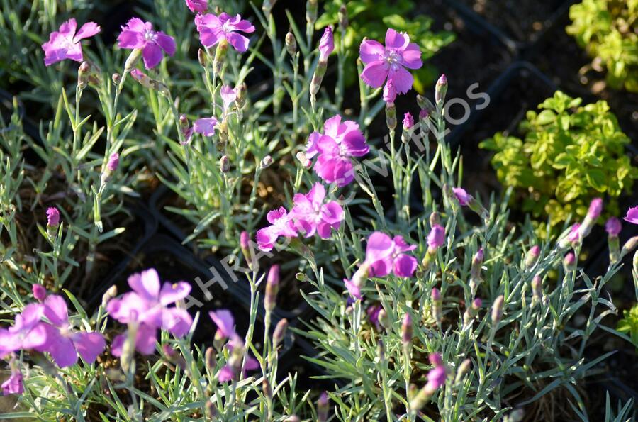 Hvozdík sivý 'Blauigel' - Dianthus gratianopolitanus 'Blauigel'