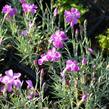 Hvozdík sivý 'Blauigel' - Dianthus gratianopolitanus 'Blauigel'