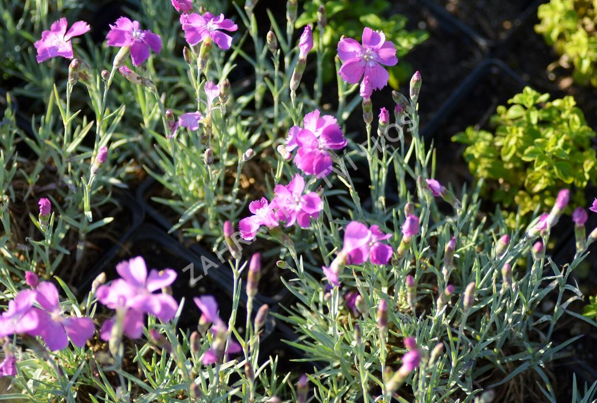 Hvozdík sivý 'Blauigel' - Dianthus gratianopolitanus 'Blauigel'