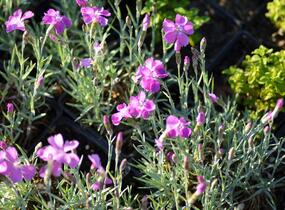 Hvozdík sivý 'Blauigel' - Dianthus gratianopolitanus 'Blauigel'