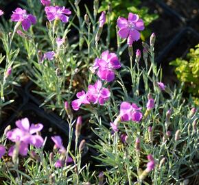 Hvozdík sivý 'Blauigel' - Dianthus gratianopolitanus 'Blauigel'