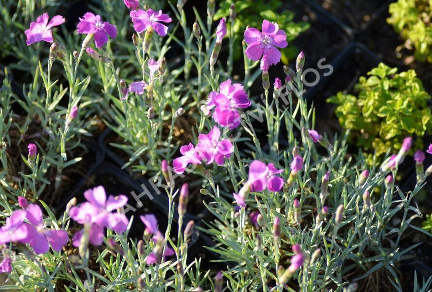Hvozdík sivý 'Blauigel' - Dianthus gratianopolitanus 'Blauigel'