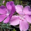 Hvozdík sivý 'Blauigel' - Dianthus gratianopolitanus 'Blauigel'