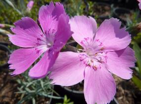 Hvozdík sivý 'Blauigel' - Dianthus gratianopolitanus 'Blauigel'