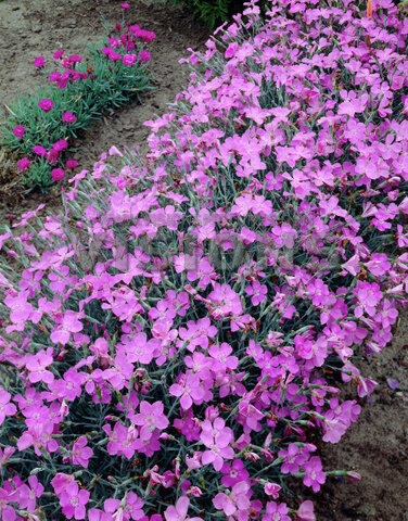 Hvozdík sivý 'Blauigel' - Dianthus gratianopolitanus 'Blauigel'