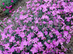 Hvozdík sivý 'Blauigel' - Dianthus gratianopolitanus 'Blauigel'