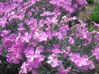 Hvozdík sivý 'Blauigel' - Dianthus gratianopolitanus 'Blauigel'