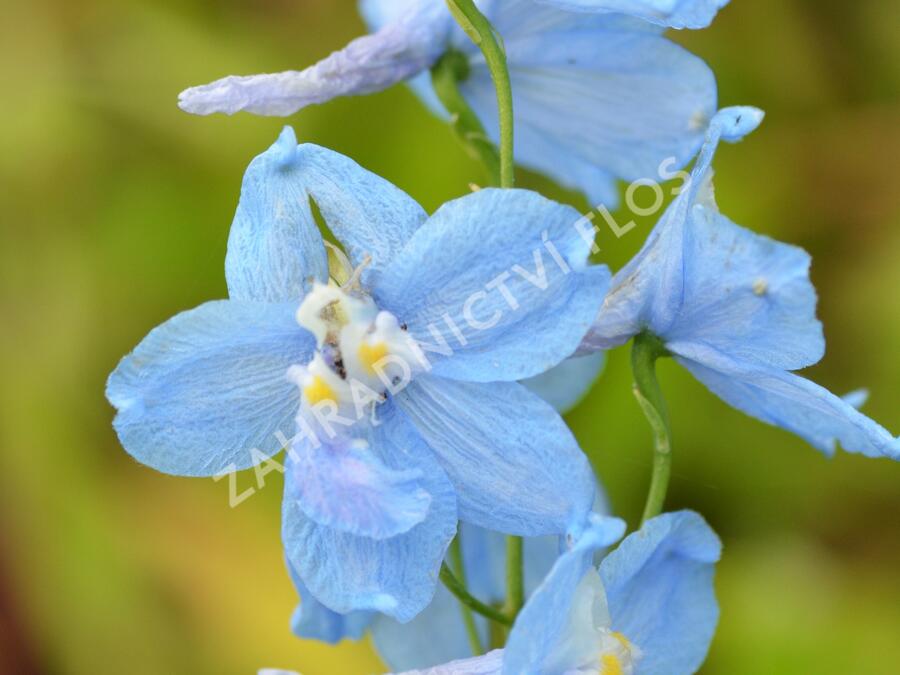 Ostrožka 'Moerheimii' - Delphinium belladonna 'Moerheimii'