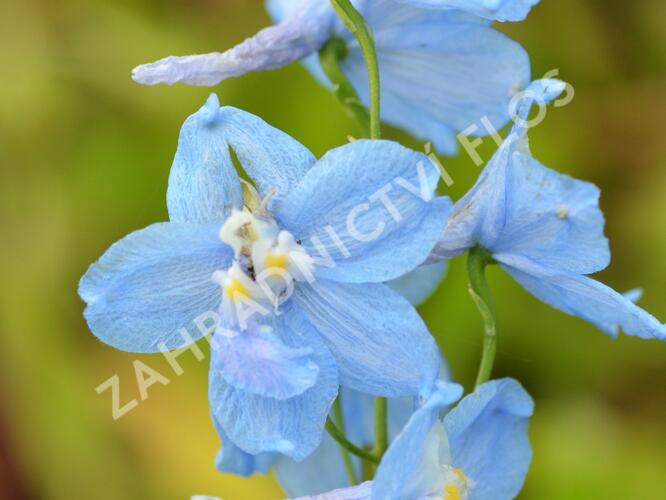 Ostrožka 'Moerheimii' - Delphinium belladonna 'Moerheimii'