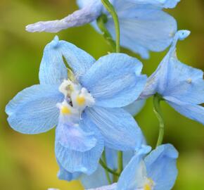 Ostrožka 'Moerheimii' - Delphinium belladonna 'Moerheimii'