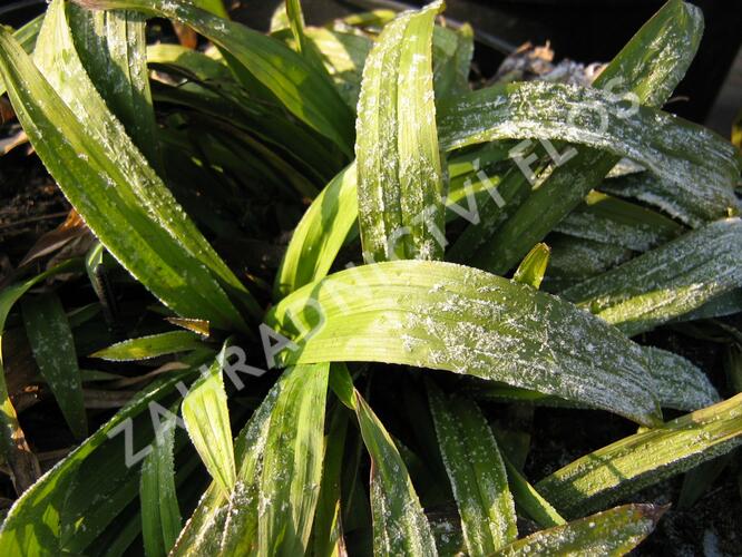 Ostřice jitrocelovitá - Carex plantaginea