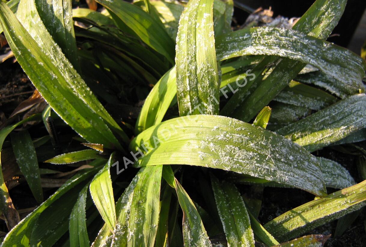 Ostřice jitrocelovitá - Carex plantaginea