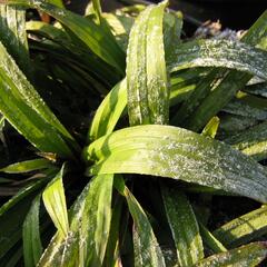 Ostřice jitrocelovitá - Carex plantaginea