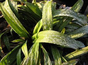 Ostřice jitrocelovitá - Carex plantaginea
