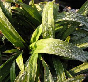 Ostřice jitrocelovitá - Carex plantaginea