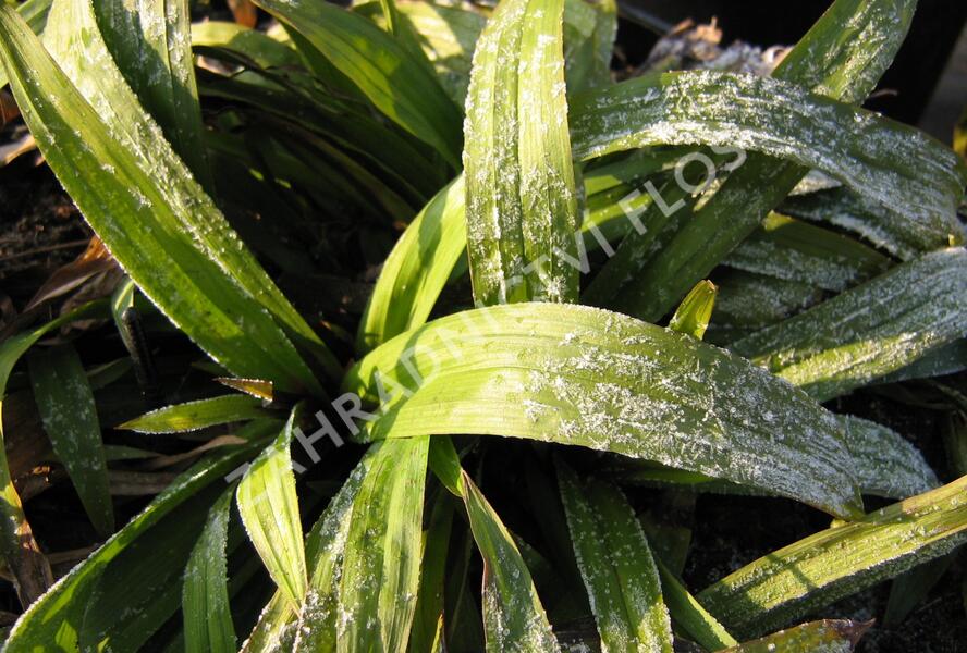 Ostřice jitrocelovitá - Carex plantaginea
