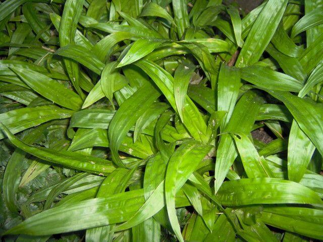 Ostřice jitrocelovitá - Carex plantaginea