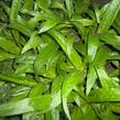 Ostřice jitrocelovitá - Carex plantaginea