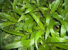 Ostřice jitrocelovitá - Carex plantaginea