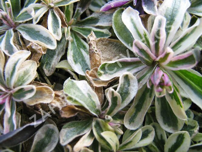 Huseník výběžkatý 'Variegata' - Arabis ferdinandi-coburgii 'Variegata'