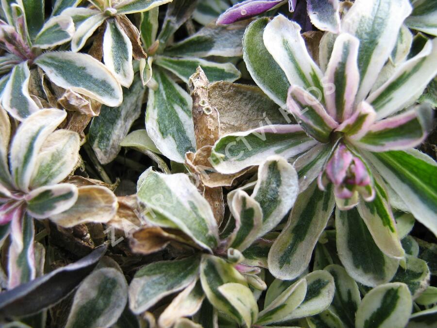 Huseník výběžkatý 'Variegata' - Arabis ferdinandi-coburgii 'Variegata'