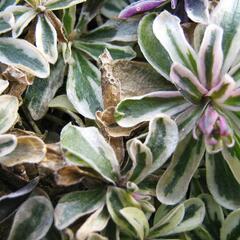 Huseník výběžkatý 'Variegata' - Arabis ferdinandi-coburgii 'Variegata'