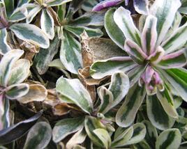 Huseník výběžkatý 'Variegata'
