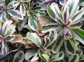 Huseník výběžkatý 'Variegata' - Arabis ferdinandi-coburgii 'Variegata'
