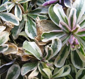 Huseník výběžkatý 'Variegata' - Arabis ferdinandi-coburgii 'Variegata'