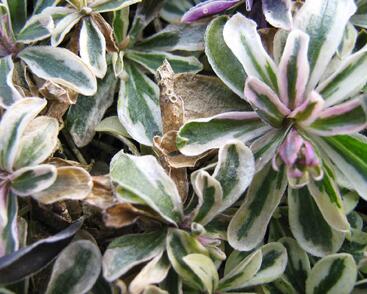 Huseník výběžkatý 'Variegata'