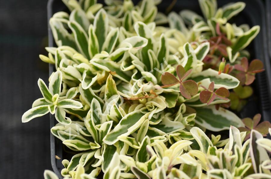 Huseník výběžkatý 'Variegata' - Arabis ferdinandi-coburgii 'Variegata'