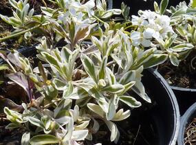 Huseník výběžkatý 'Variegata' - Arabis ferdinandi-coburgii 'Variegata'
