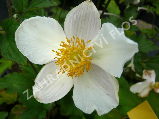 Sasanka 'Alba' - Anemone hupehensis forma 'Alba'