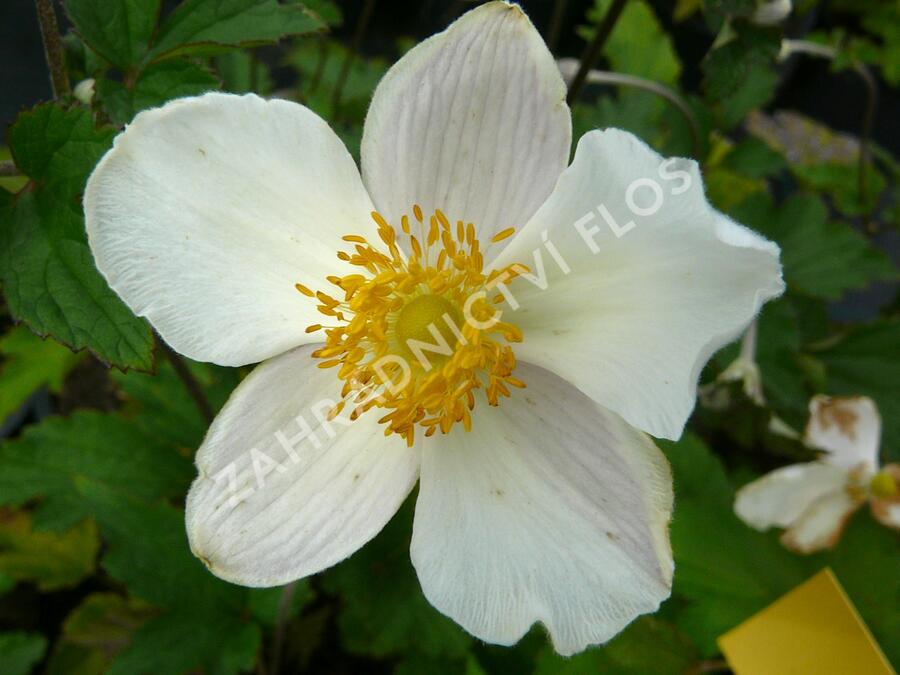 Sasanka 'Alba' - Anemone hupehensis forma 'Alba'