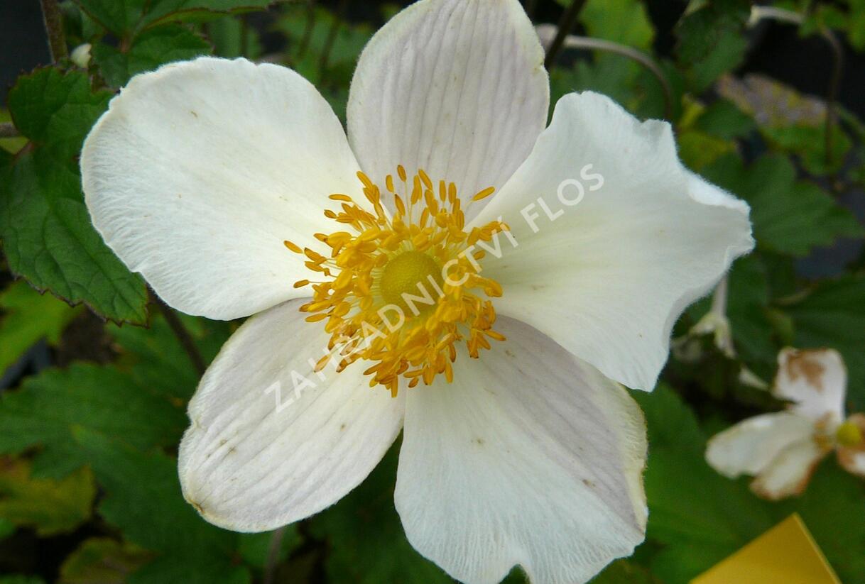 Sasanka hupejská 'Alba' - Anemone hupehensis forma 'Alba'