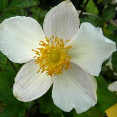 Sasanka 'Alba' - Anemone hupehensis forma 'Alba'