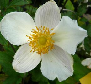 Sasanka 'Alba' - Anemone hupehensis forma 'Alba'