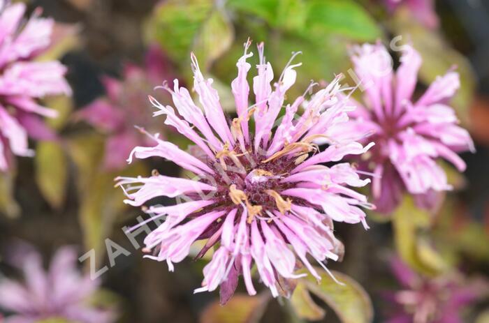 Zavinutka trubkovitá 'Beauty of Cobham' - Monarda fistulosa 'Beauty of Cobham'