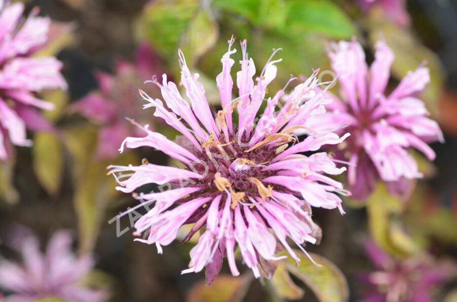 Zavinutka trubkovitá 'Beauty of Cobham' - Monarda fistulosa 'Beauty of Cobham'