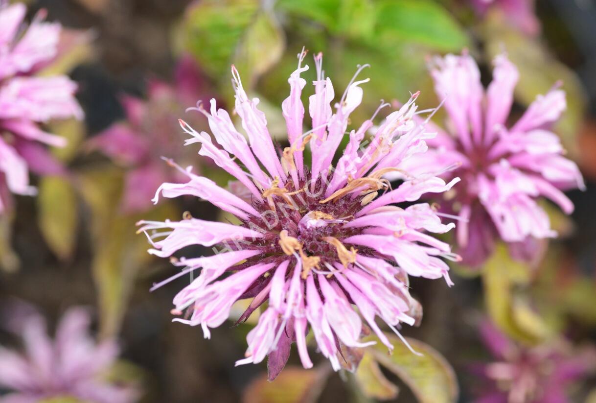 Zavinutka trubkovitá 'Beauty of Cobham' - Monarda fistulosa 'Beauty of Cobham'